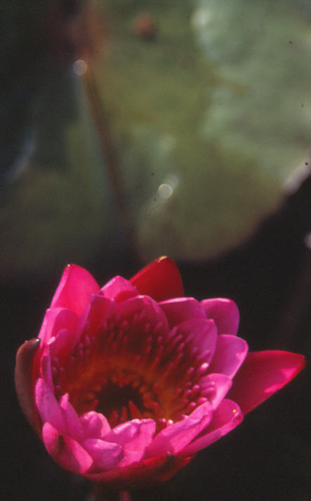 Kern Lotus